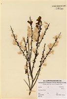 藏品(金雀花)的圖片